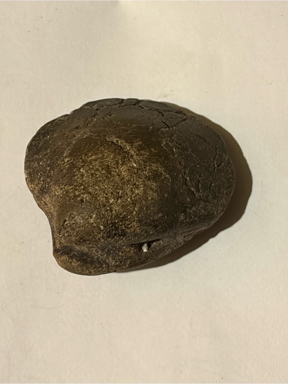 Natural Clam Fossil RARE - Picture 2 of 3